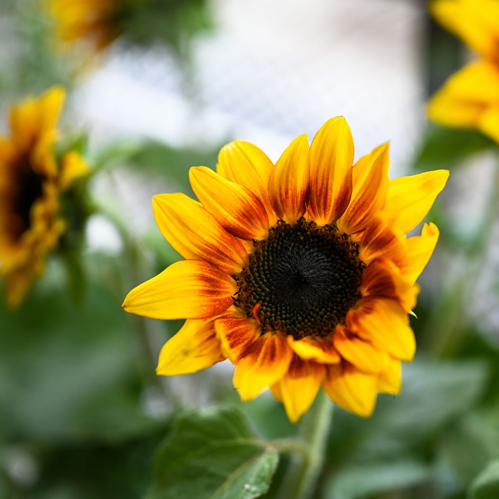 Gemeine Sonnenblume F1 Helios Flame - Helianthus