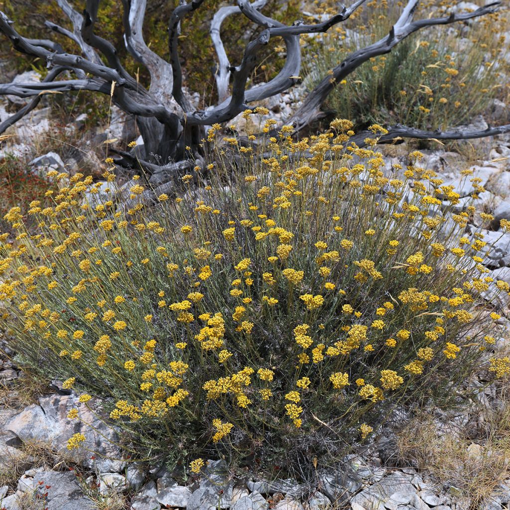 Strohblume - Helichrysum italicum