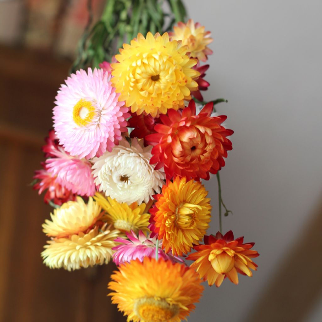 Strohblume Double Mix (Samen) - Helichrysum