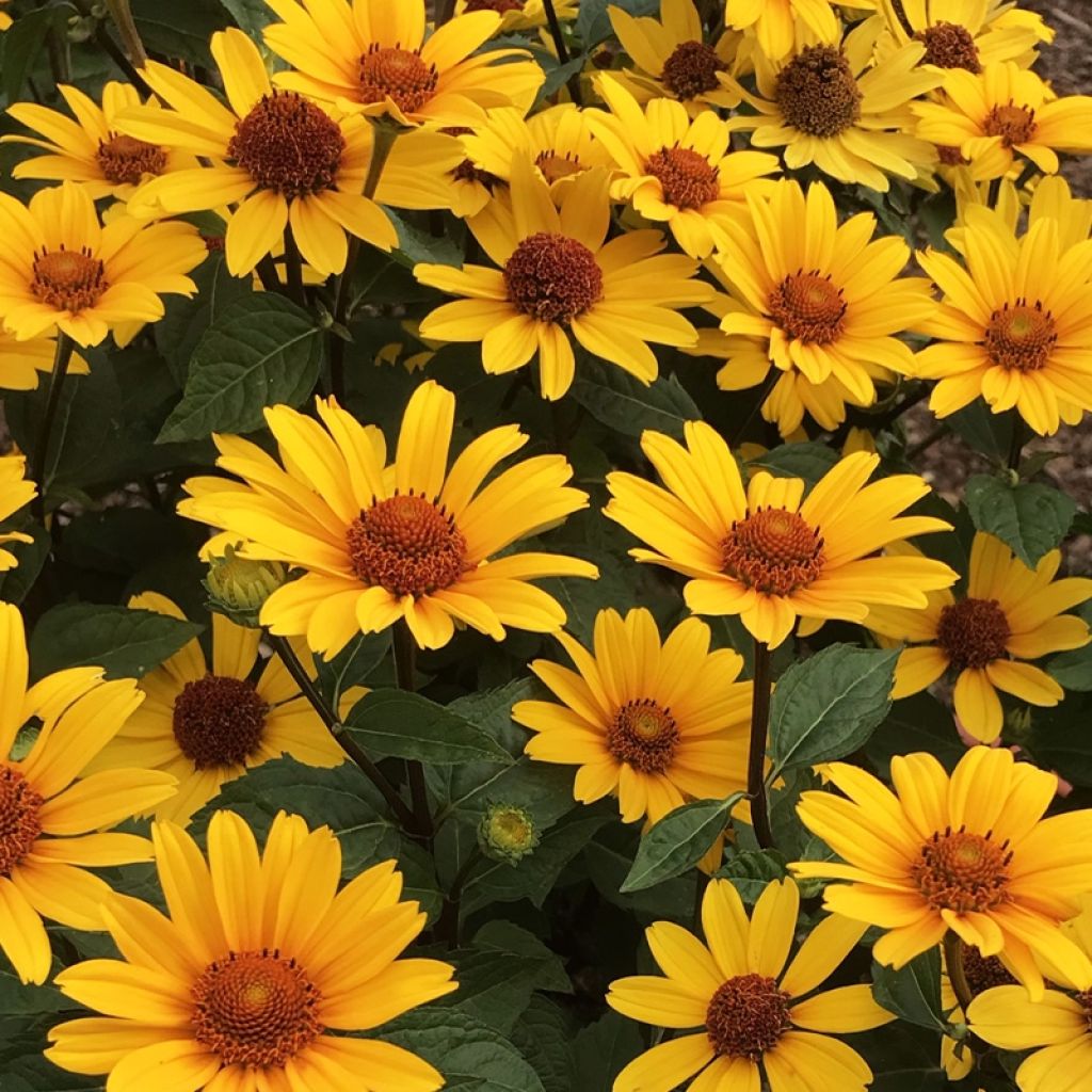 Heliopsis helianthoides var. scabra Punto Rosso - Sonnenauge