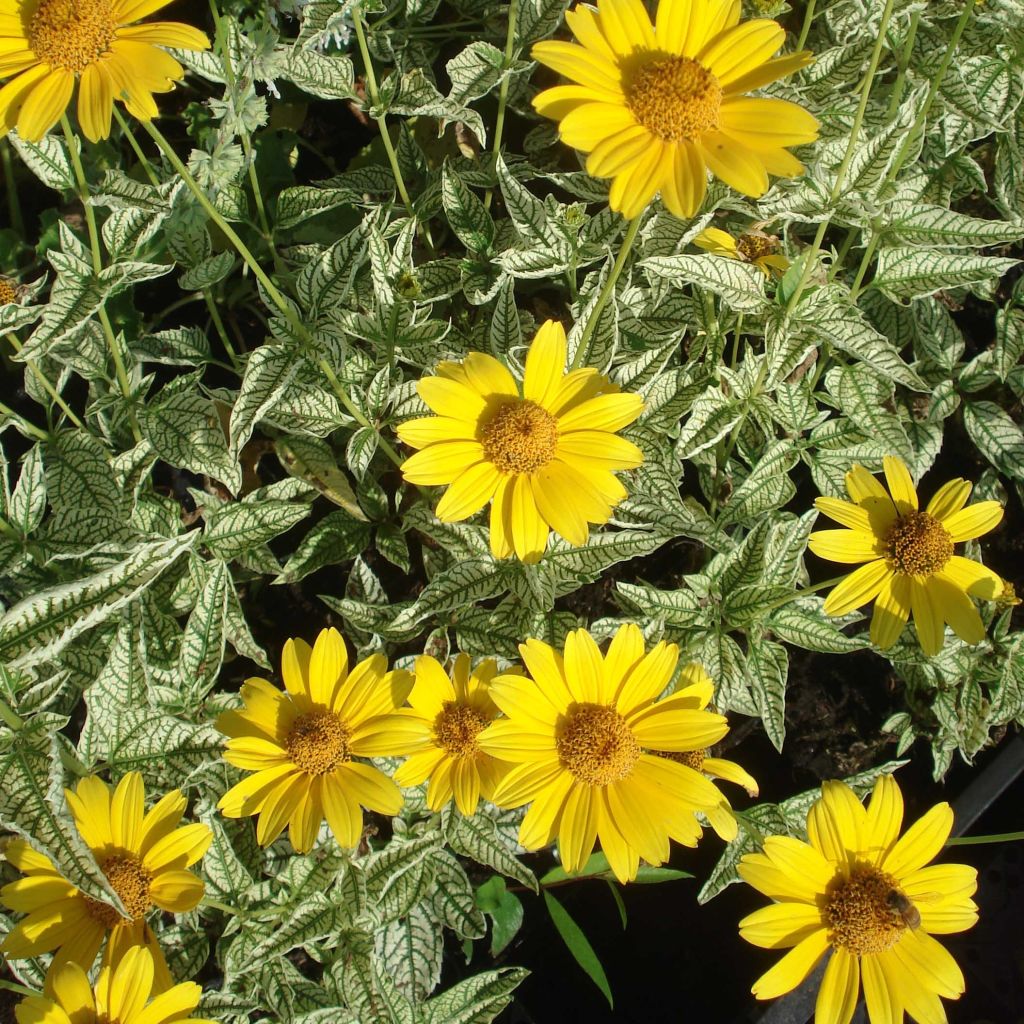 Heliopsis helianthoïdes Loraine Sunshine - Sonnenauge