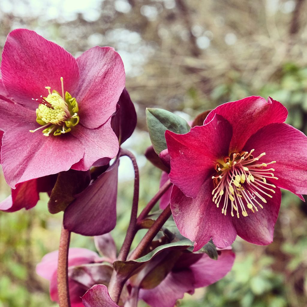 Helleborus orientalis HGC Ice N' Roses Red