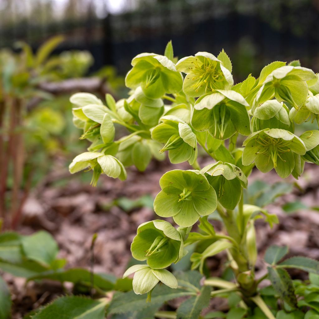 Helleborus argutifolius - Korsische Nieswurz
