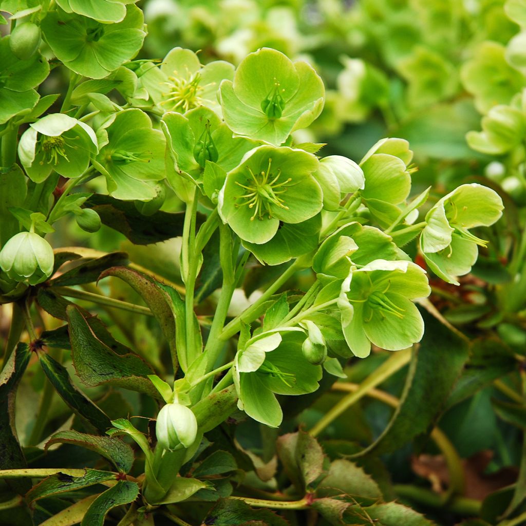 Helleborus argutifolius - Korsische Nieswurz