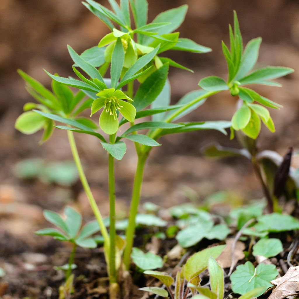 Helleborus dumetorum - Nieswurz