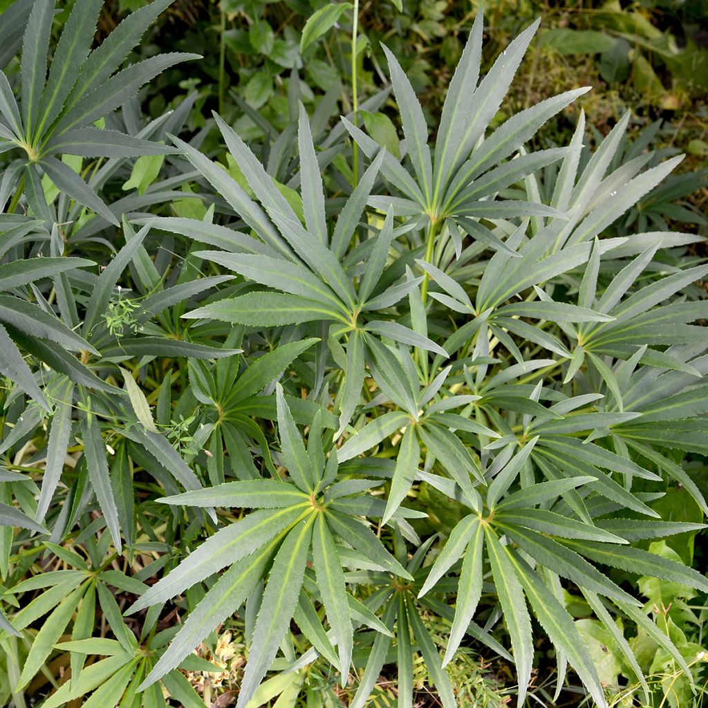 Helleborus foetidus