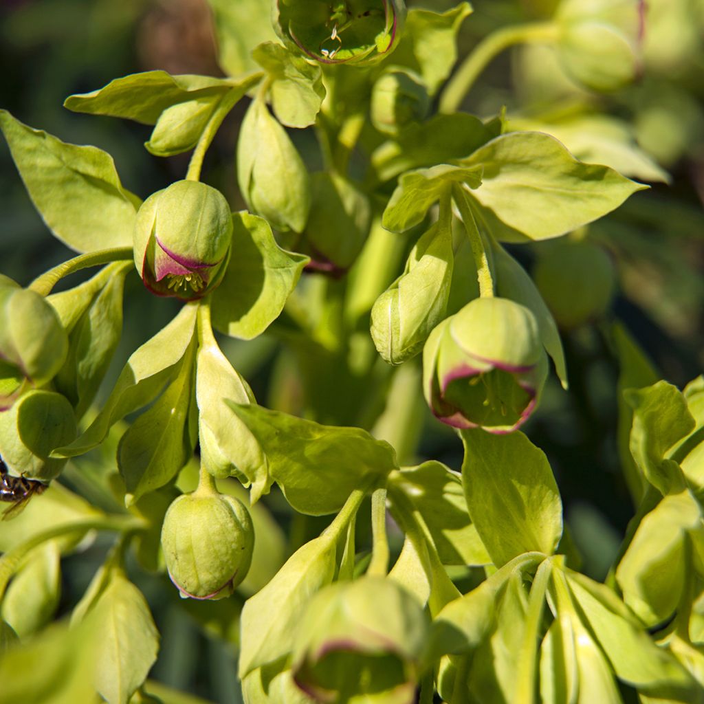 Helleborus foetidus