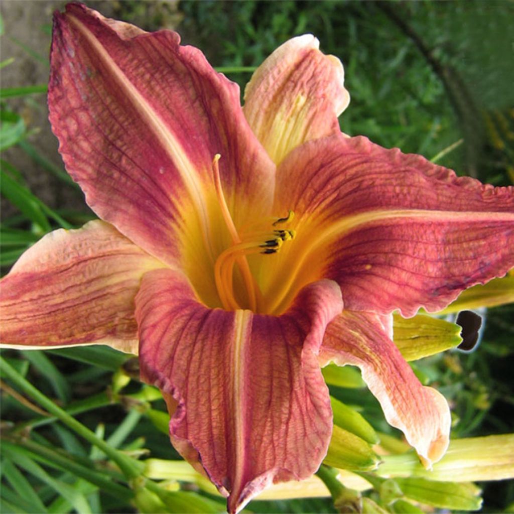 Hemerocallis Bold Ruler - Taglilie