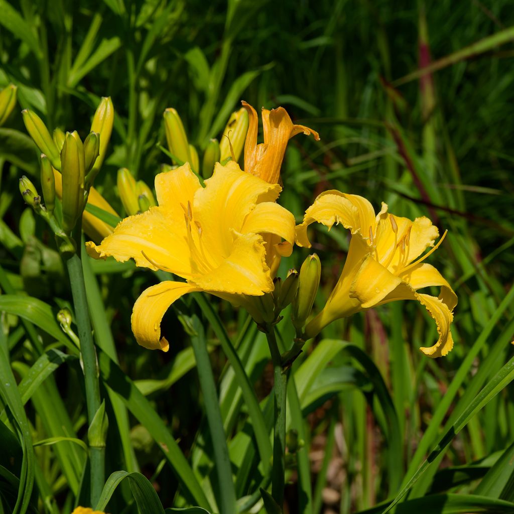 Hemerocallis Cartwheels - Taglilie