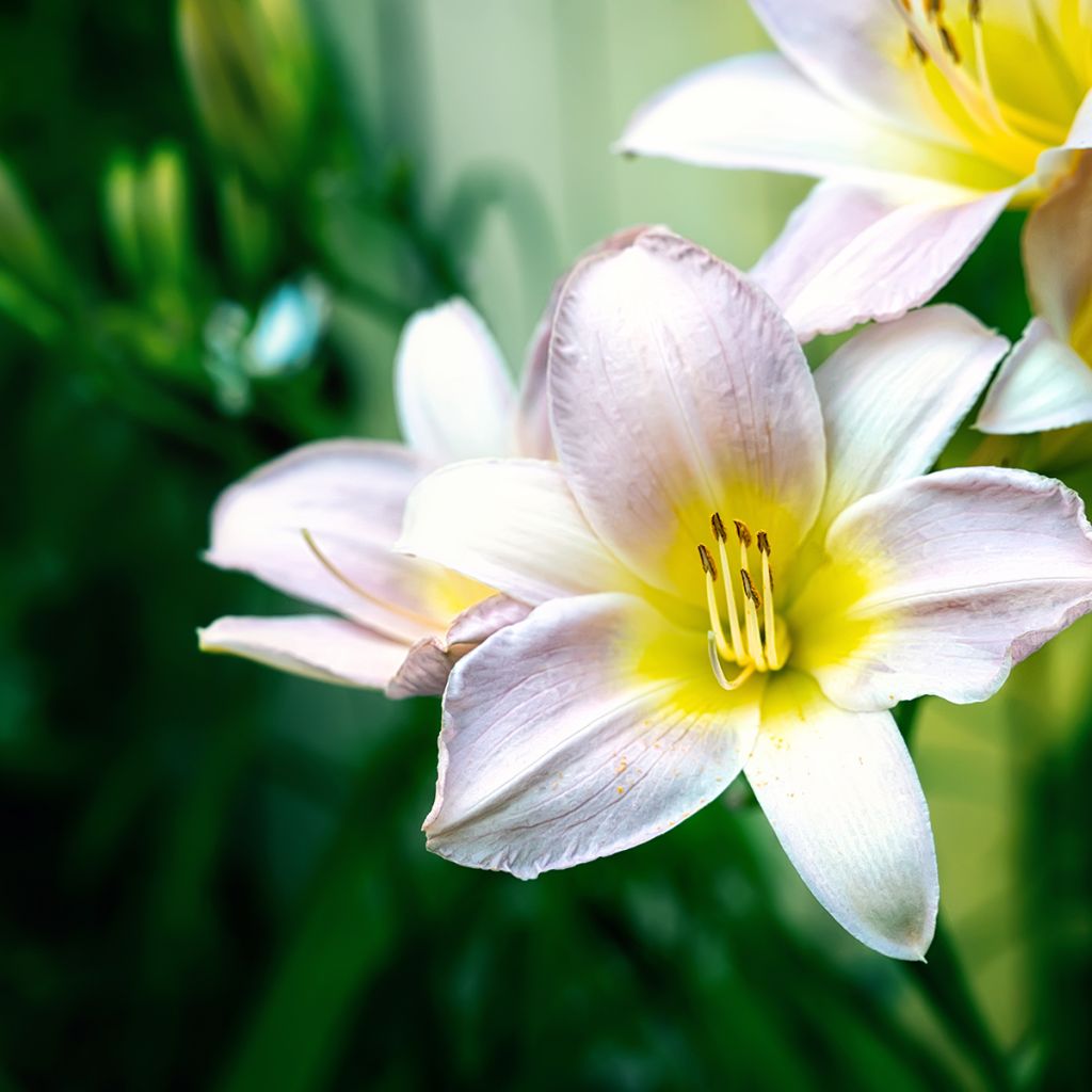 Hemerocallis Catherine Woodbury - Taglilie