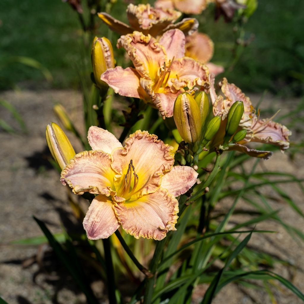 Hemerocallis Clothed in Glory - Taglilie