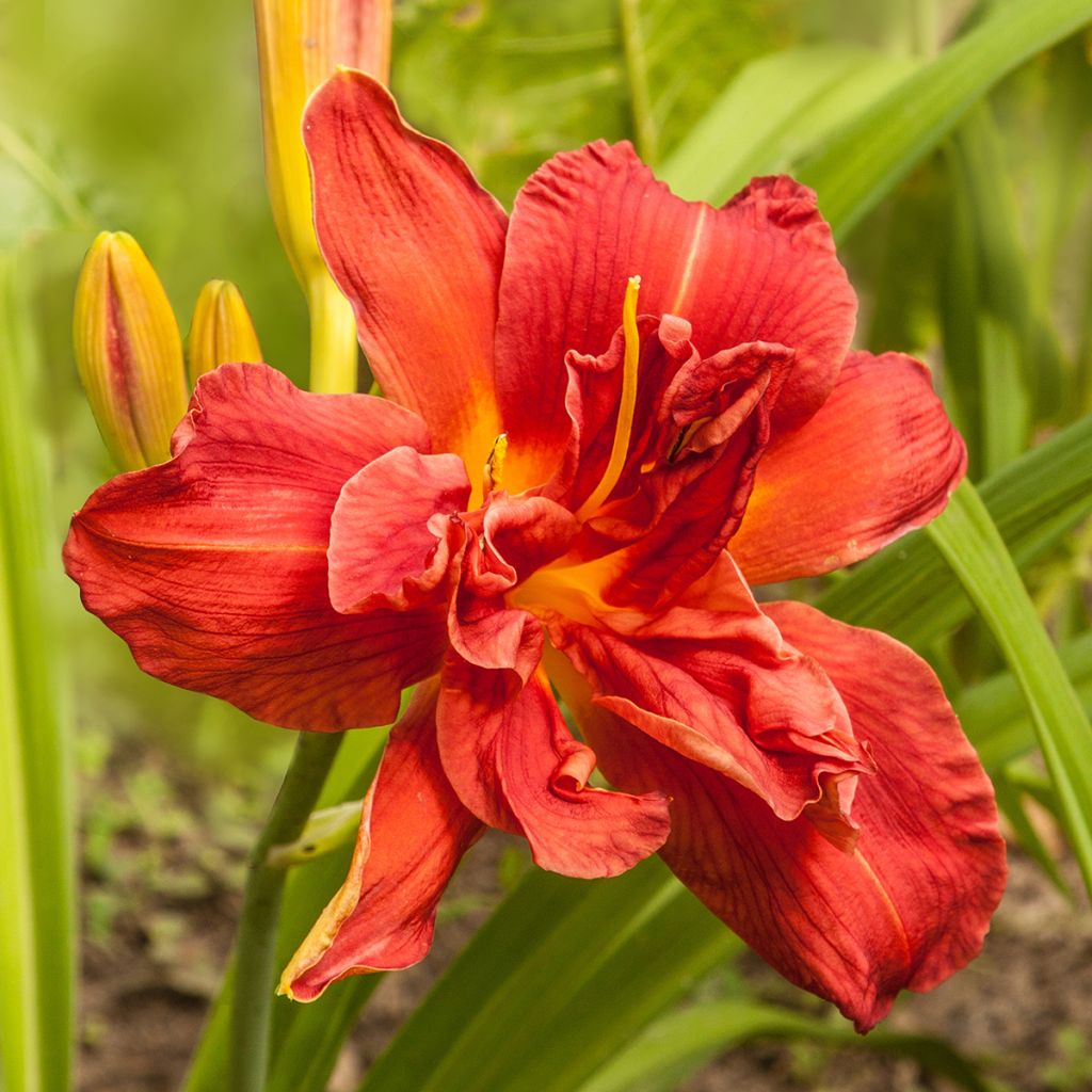 Hemerocallis Highland Lord - Taglilie