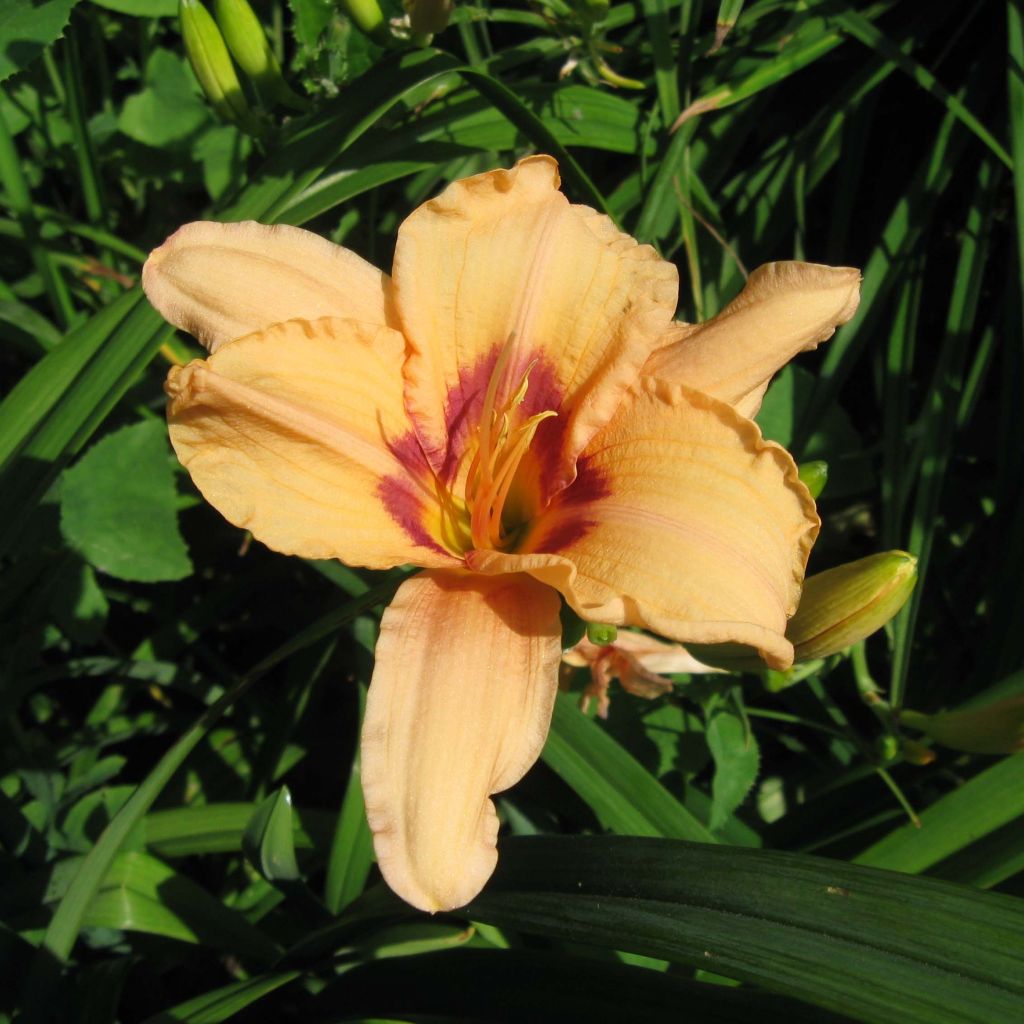 Hemerocallis Lynn Hall - Taglilie