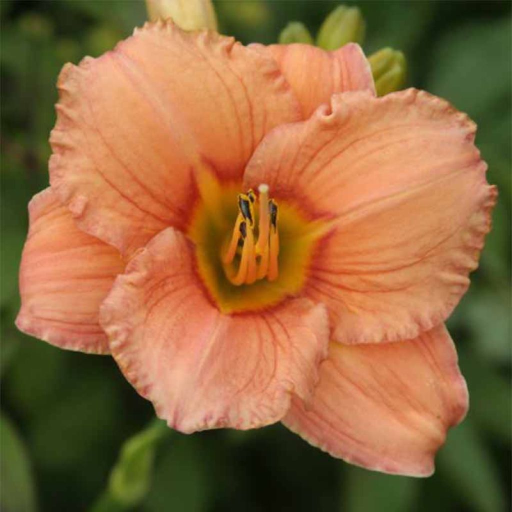 Hemerocallis Mama Cha Cha - Taglilie