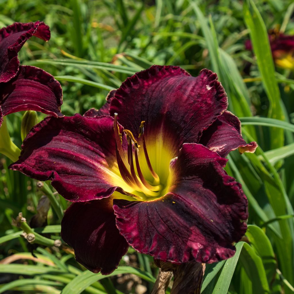 Hemerocallis Midnight Magic - Taglilie
