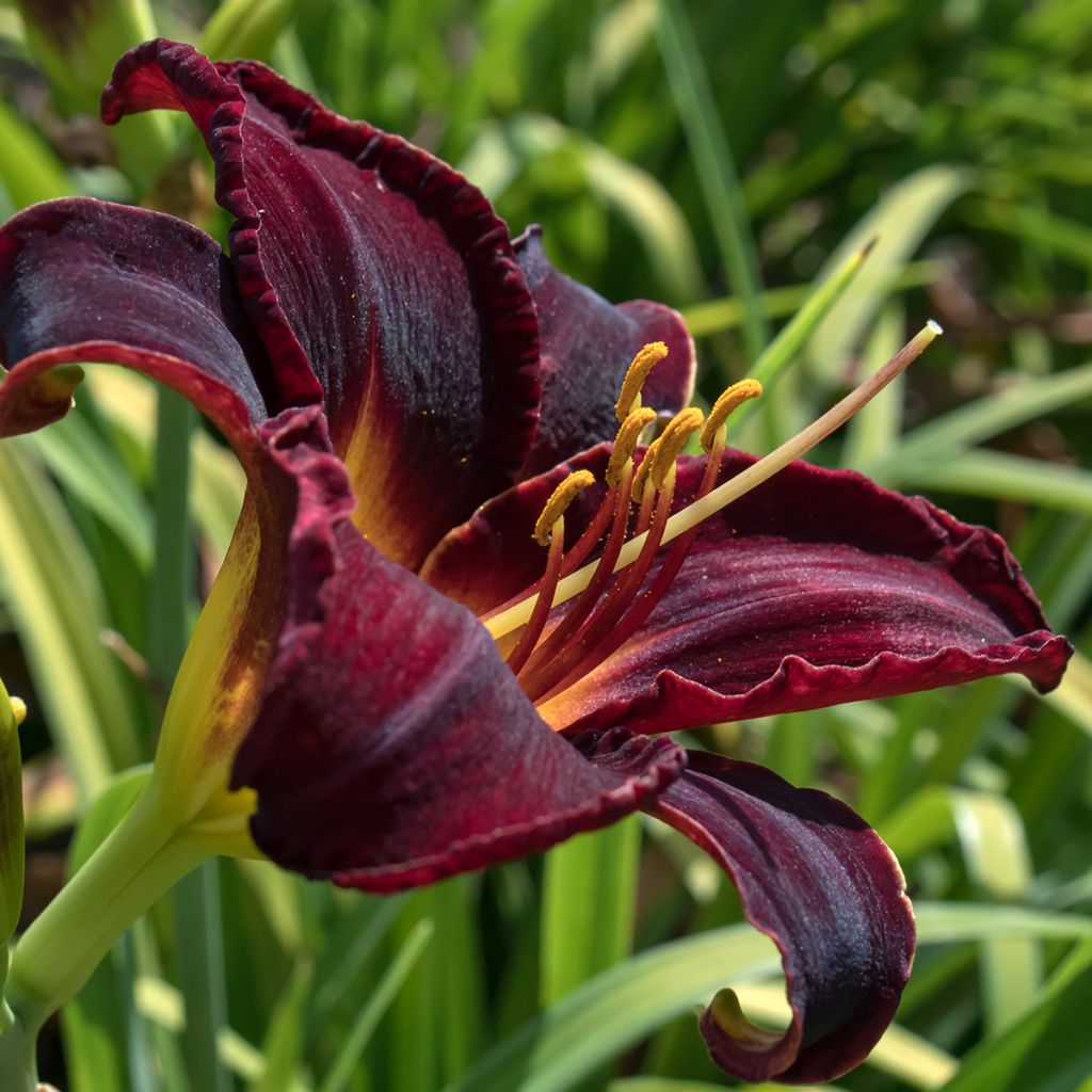 Hemerocallis Midnight Magic - Taglilie