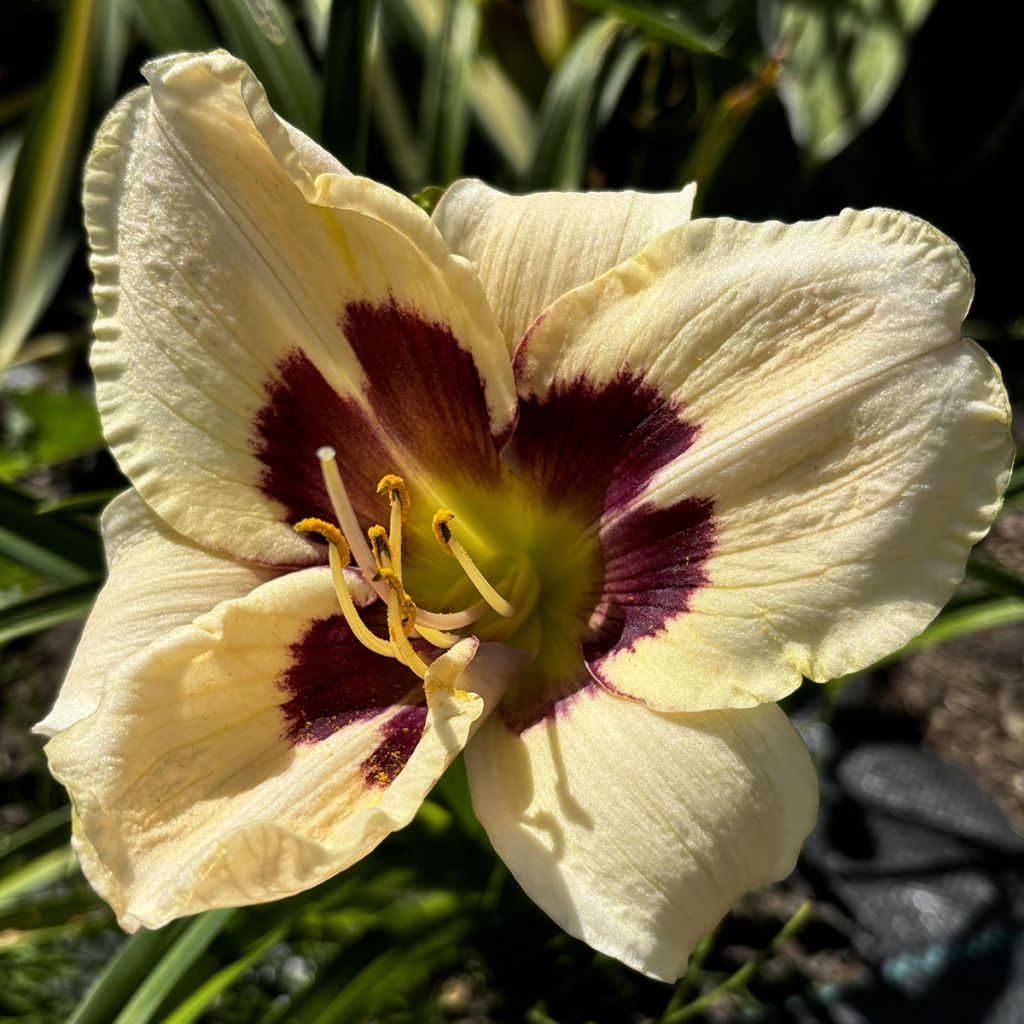 Hemerocallis Moonlight Masquerade - Taglilie