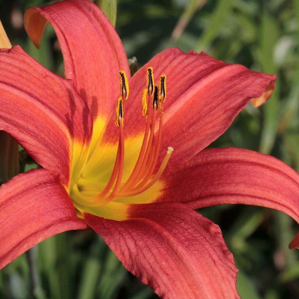 Hemerocallis Pink Damask - Taglilie
