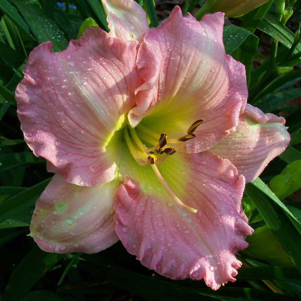 Hemerocallis Pink Flirt - Taglilie