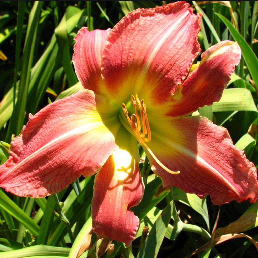 Hemerocallis Pink Super Spider - Taglilie