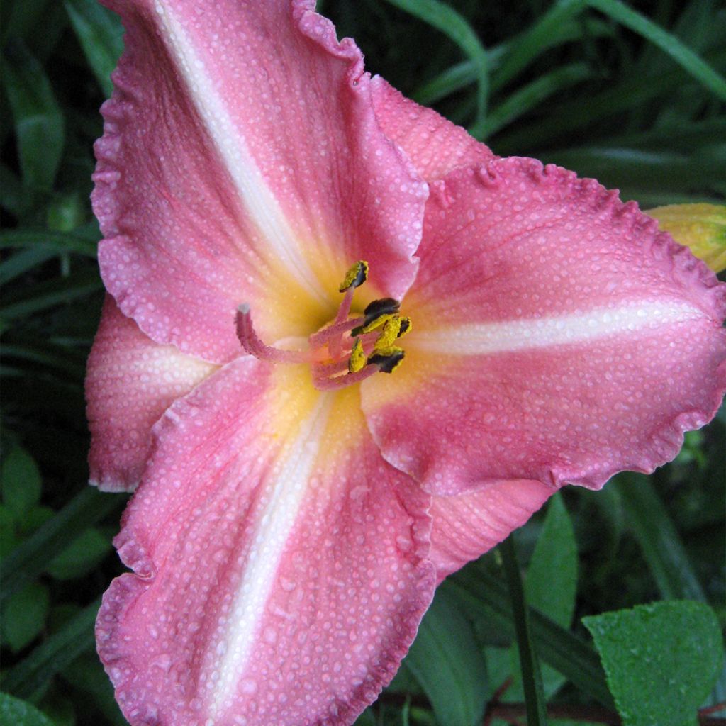 Hemerocallis Royal Flair - Taglilie