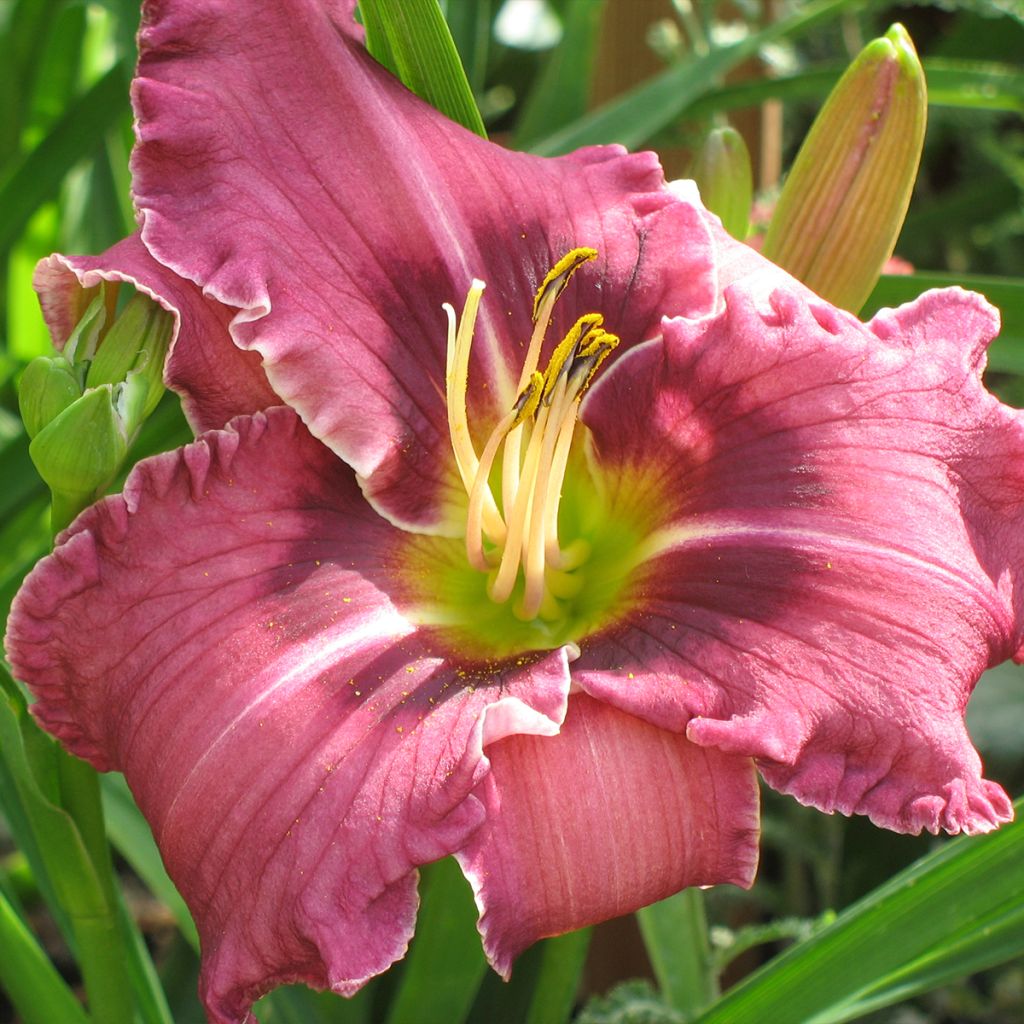 Hemerocallis Russian Ragtime - Taglilie