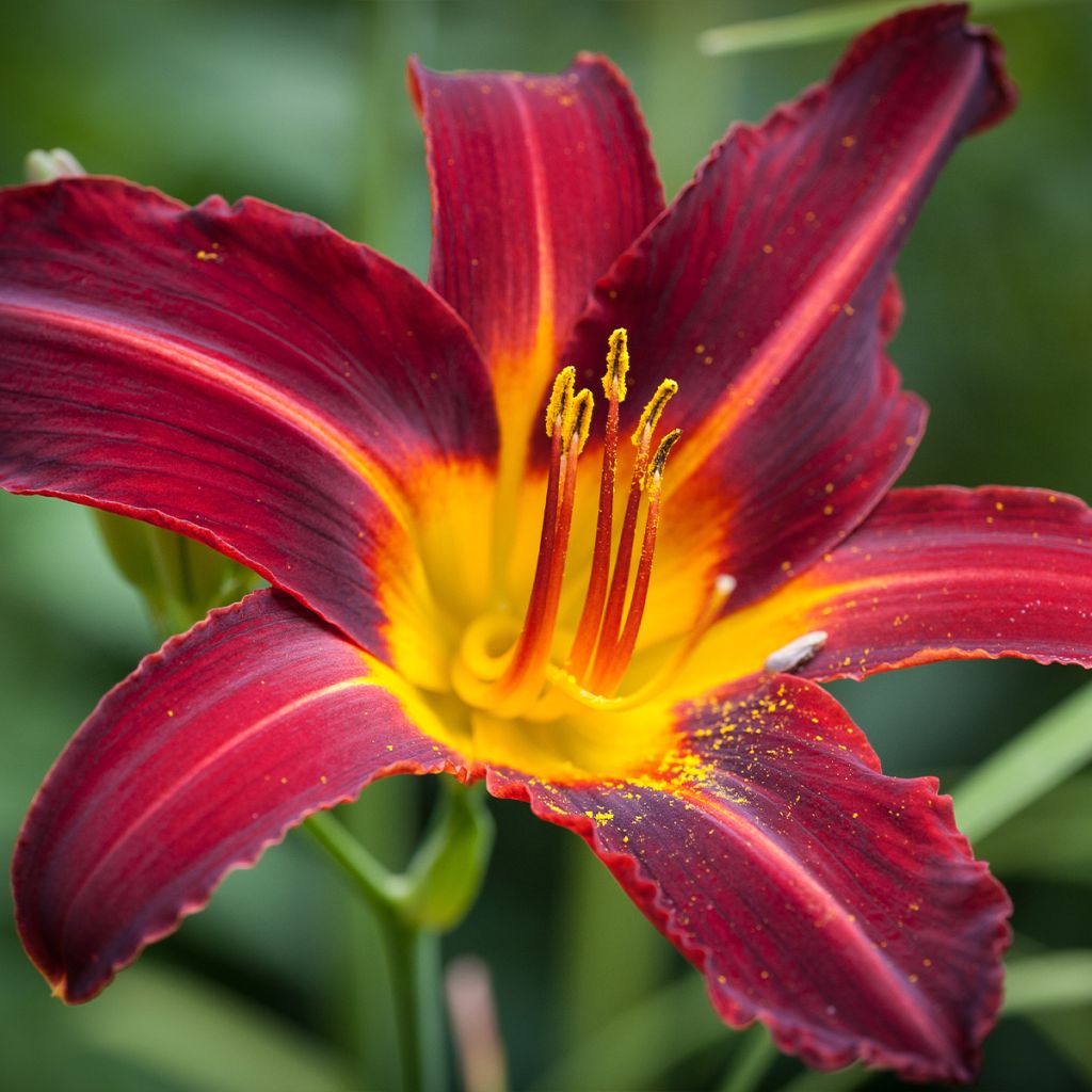 Hemerocallis Sweet Hot Chocolate - Taglilie
