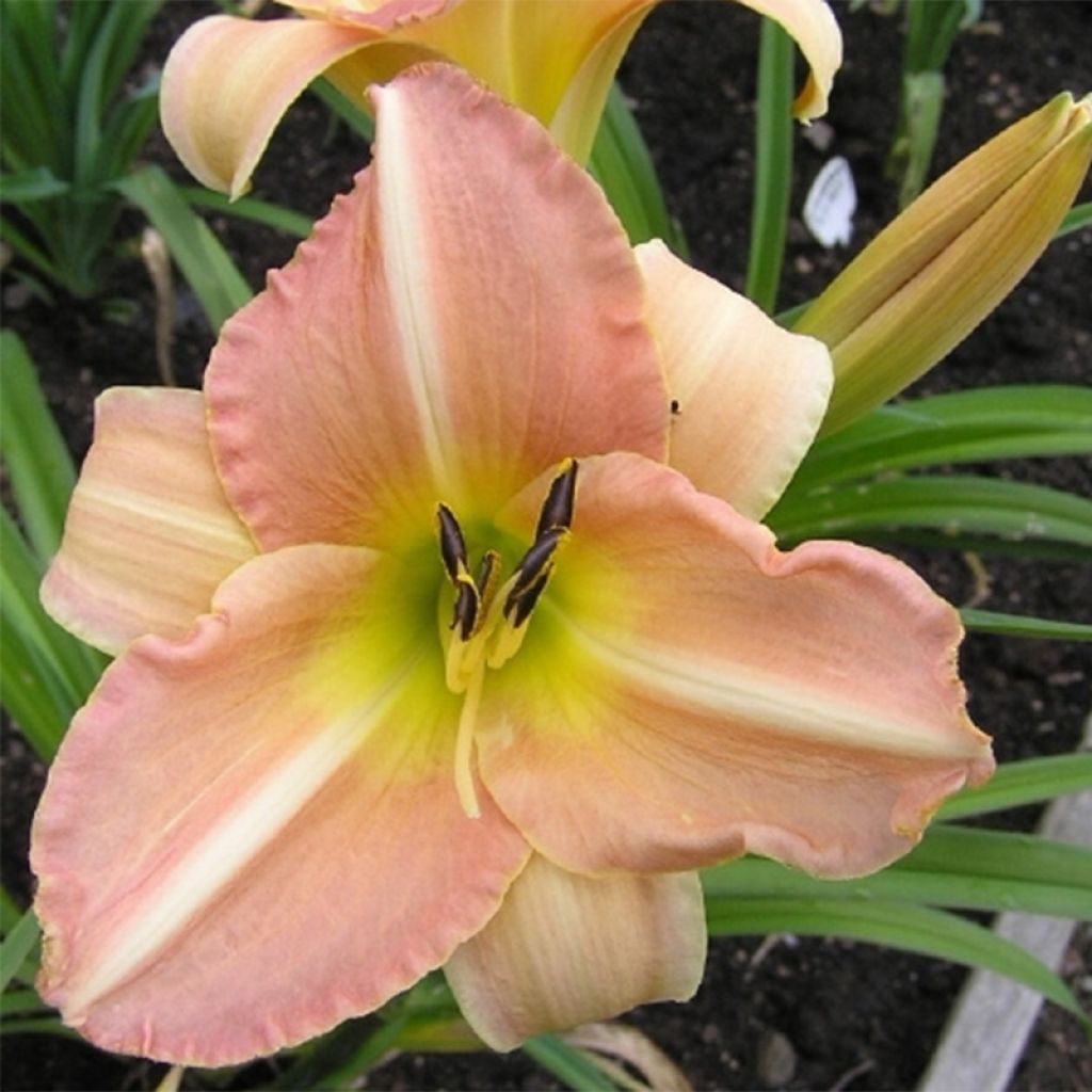 Hemerocallis Yasmin - Taglilie