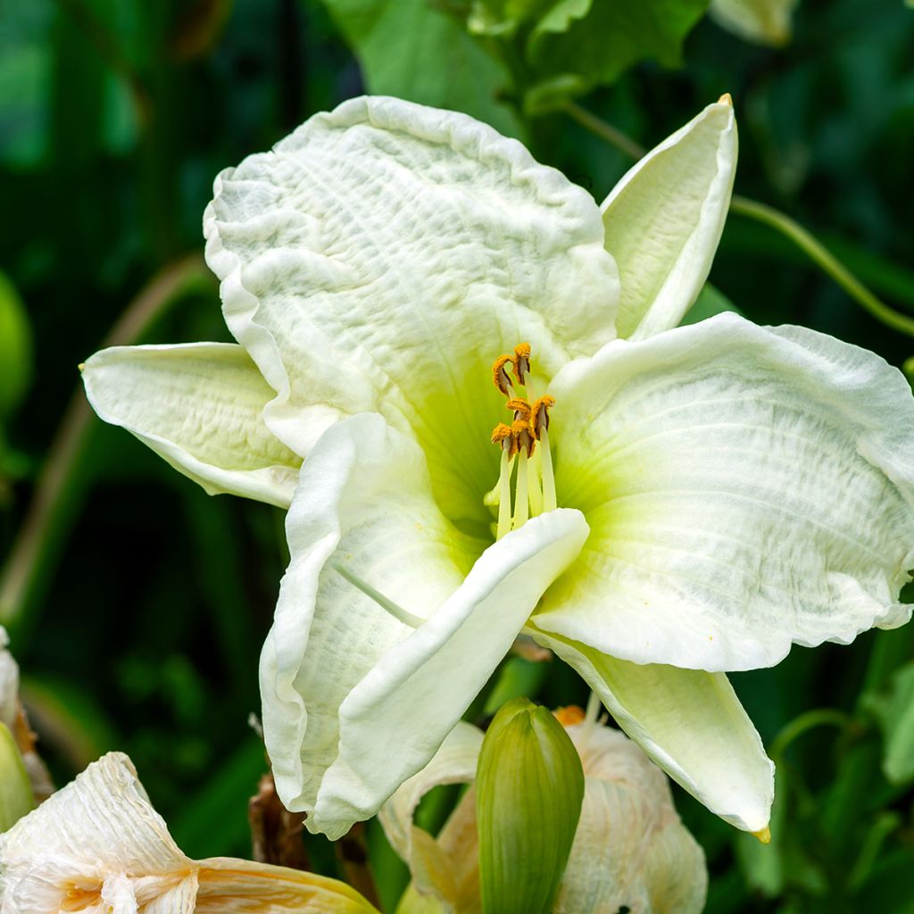 Hemerocallis Gentle Shepherd - Taglilie