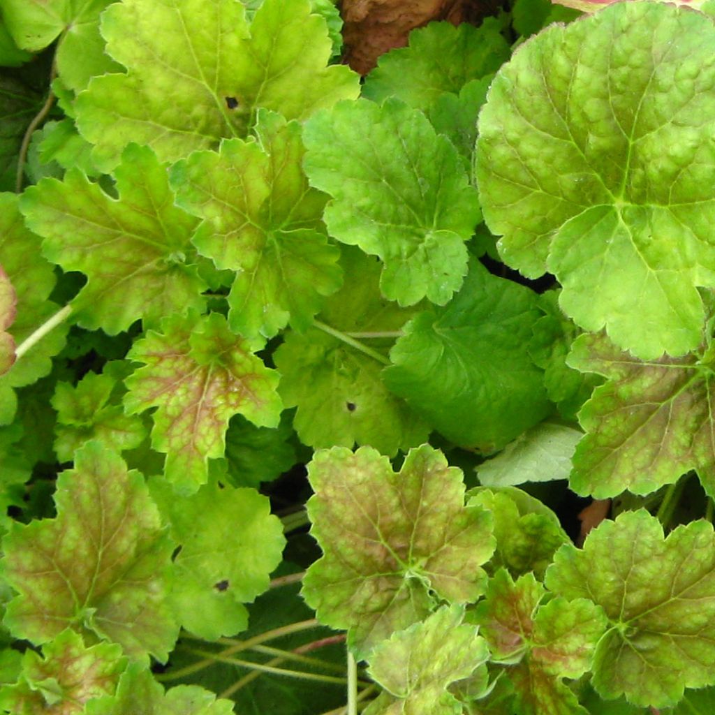 Heuchère - Heuchera Miracle