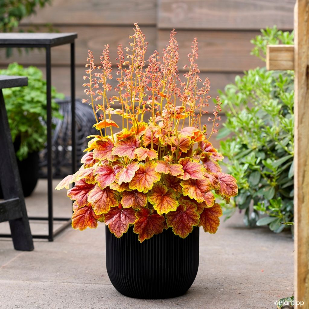 Heuchera Eternal Flame - Purpurglöckchen