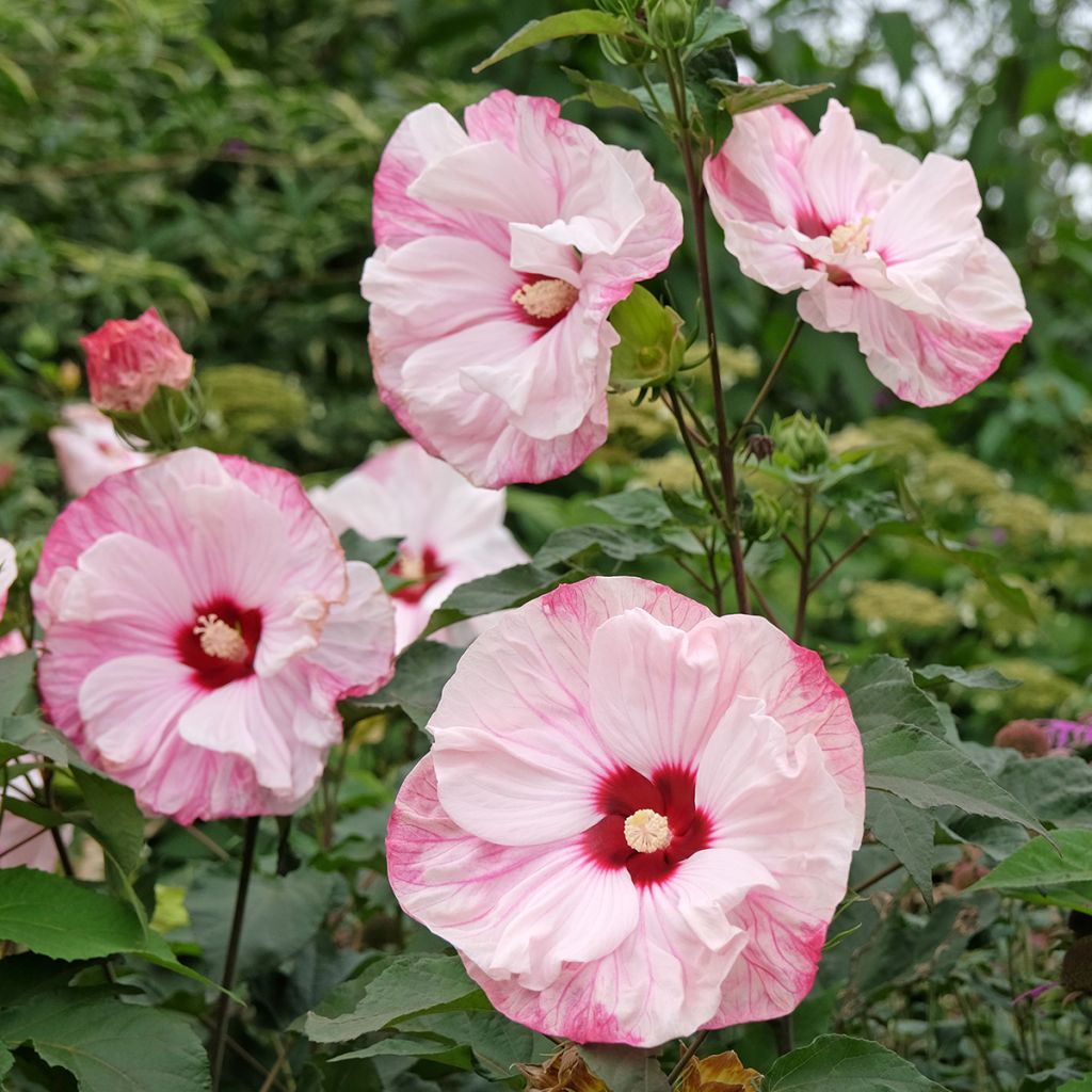 Hibiscus moscheutos Cherry Cheesecake - Sumpfeibisch