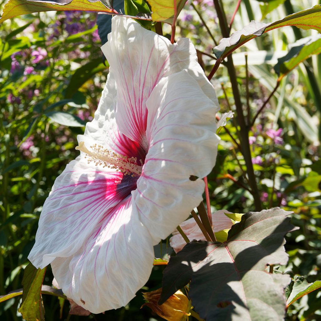 Hibiscus moscheutos Joli Coeur - Sumpfeibisch
