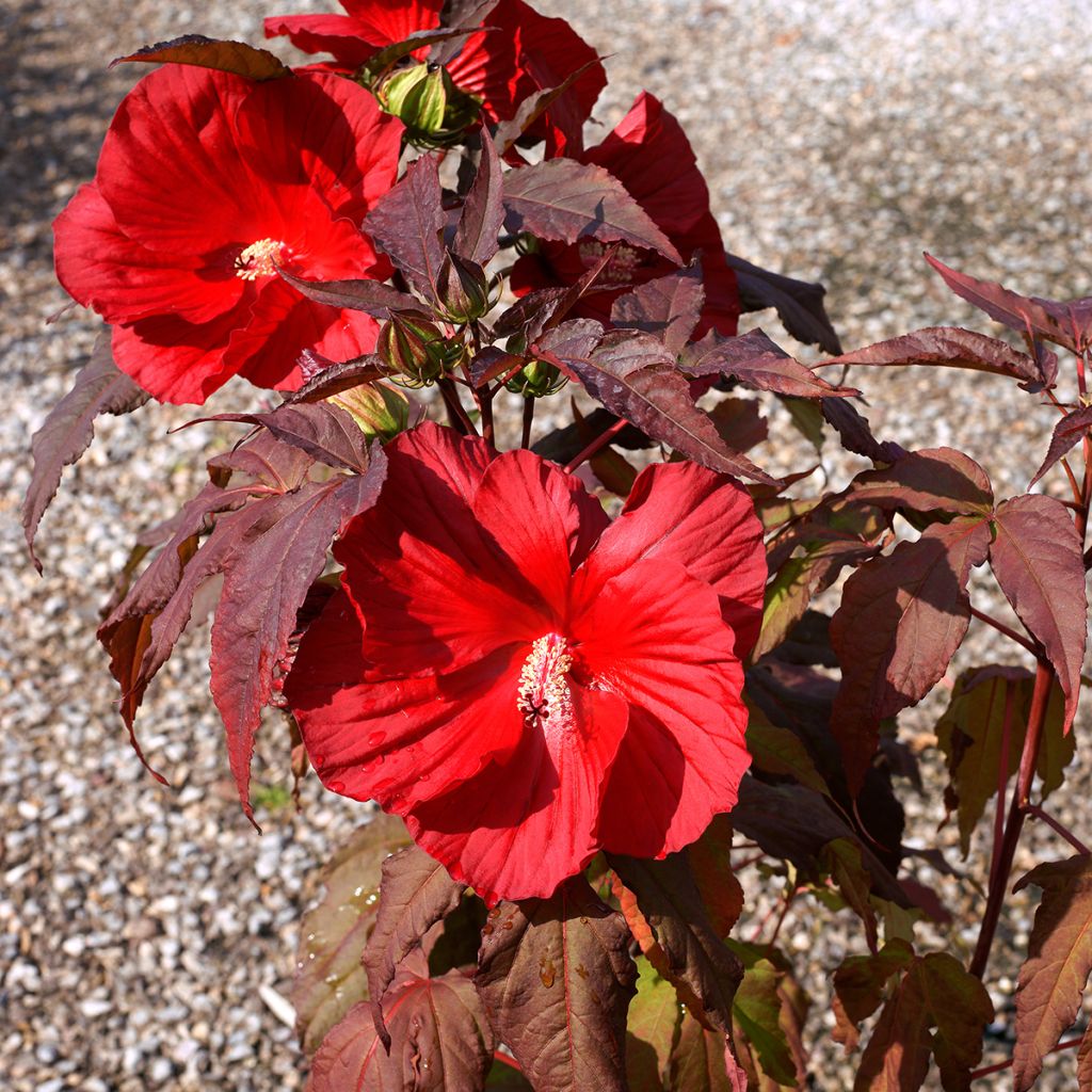 Hibiscus moscheutos Midnight Marvel - Sumpfeibisch