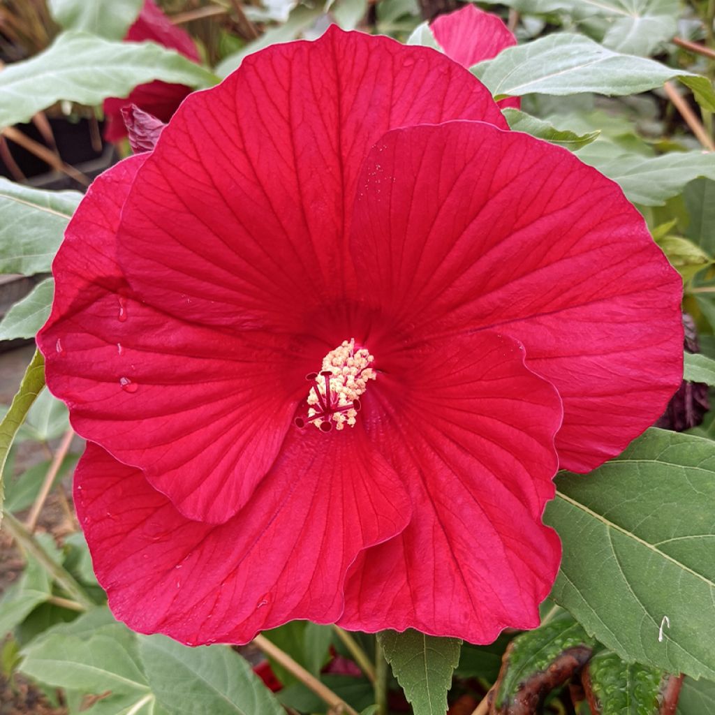 Hibiscus moscheutos Midnight Marvel - Sumpfeibisch