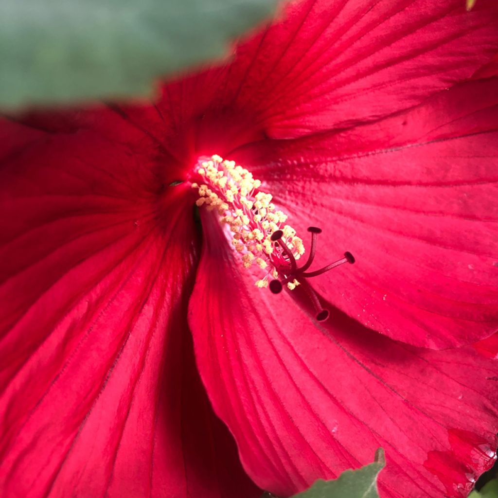Hibiscus moscheutos Midnight Marvel - Sumpfeibisch