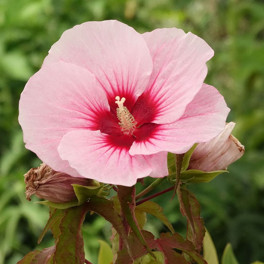 Hibiscus moscheutos Pink Candy - Sumpfeibisch