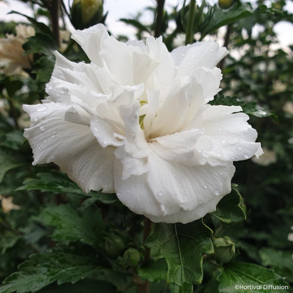 Garten-Hibiscus French Cabaret White - Hibiscus syriacus