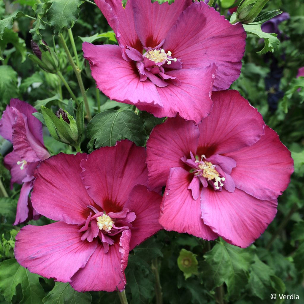 Garten-Hibiscus Hibisa Sangria - Hibiscus syriacus