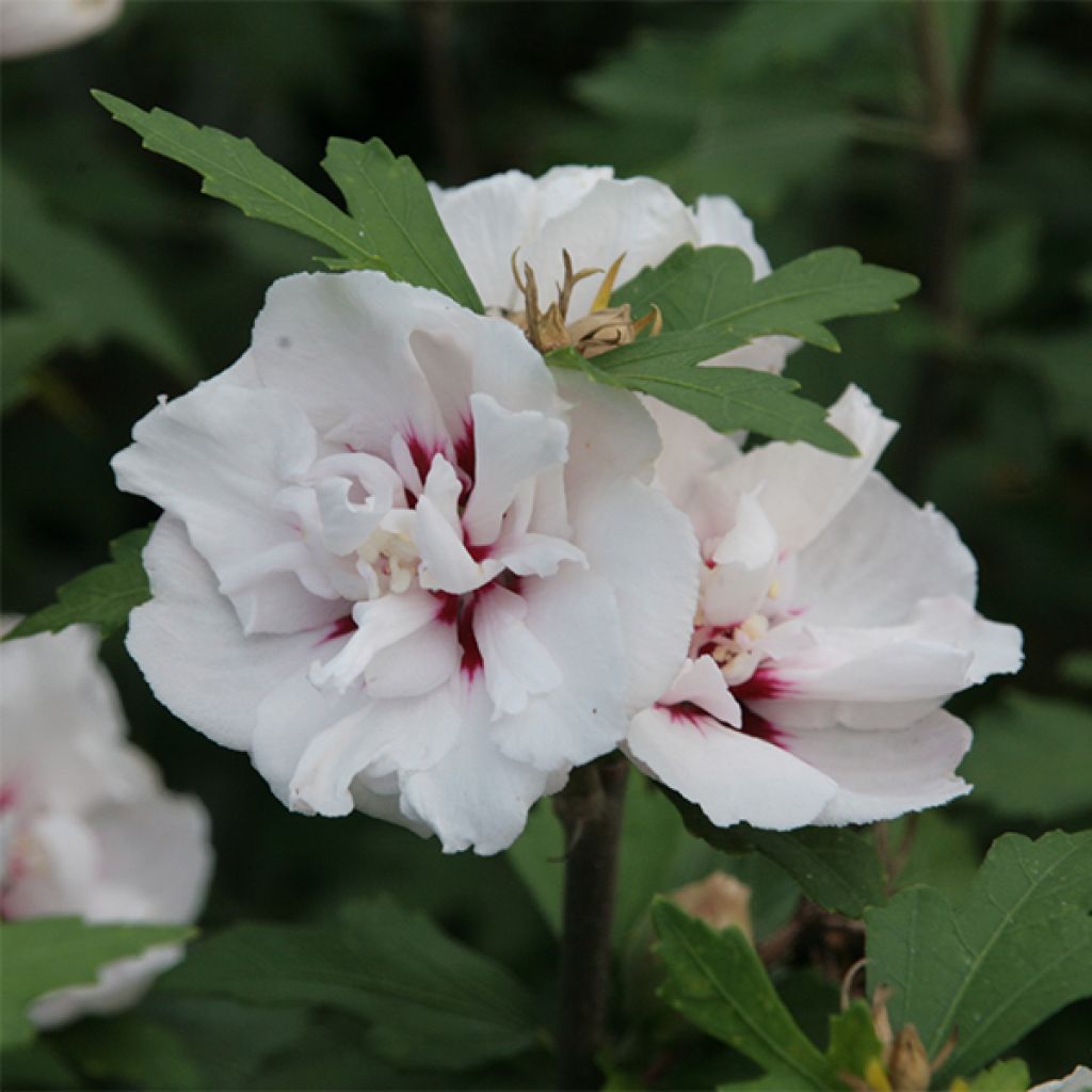 Hibiscus syriacus Lady Stanley - Althéa semi-double blanc et rose à coeur pourpre.