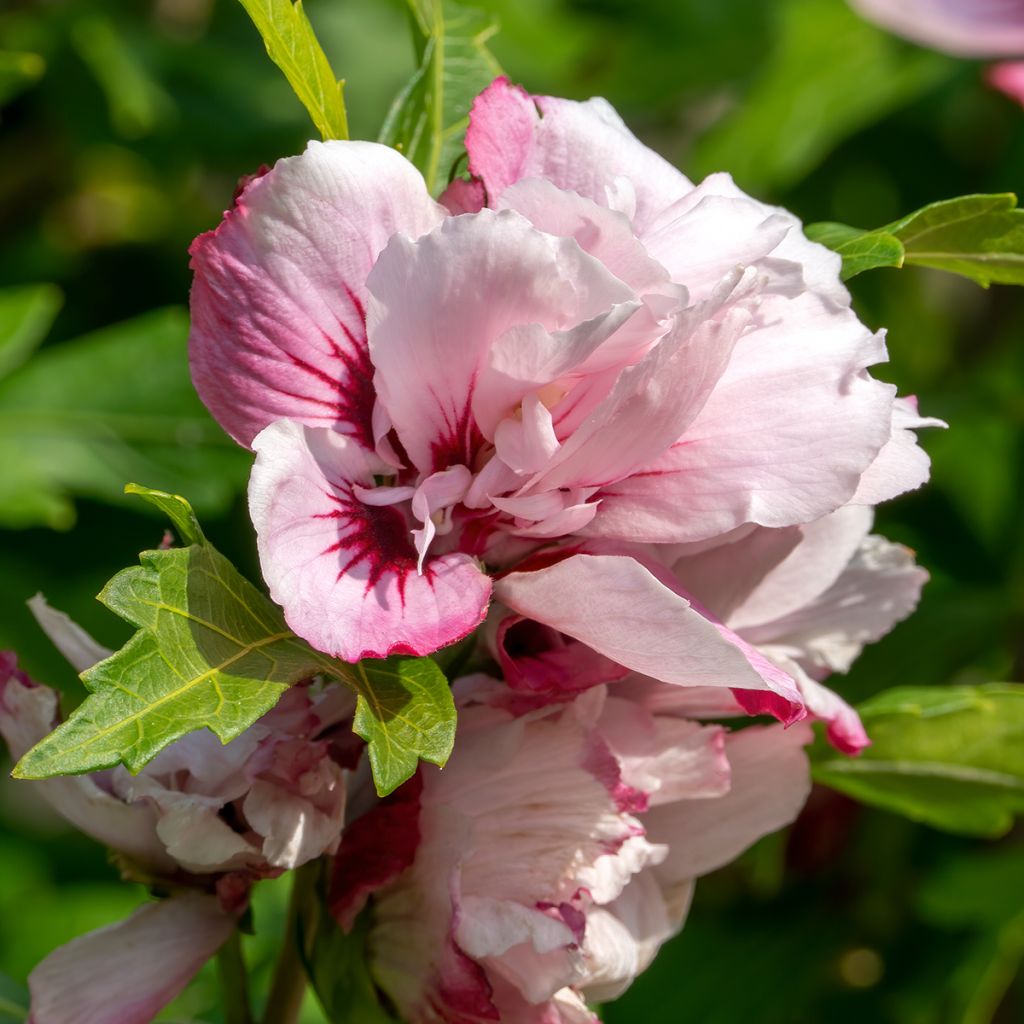 Garten-Hibiscus Lady Stanley - Hibiscus syriacus