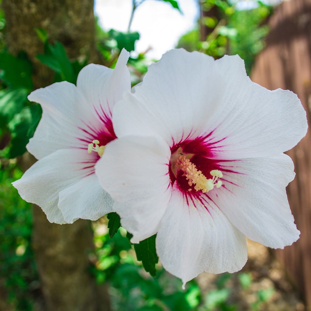 Garten-Hibiscus Red Heart - Hibiscus syriacus
