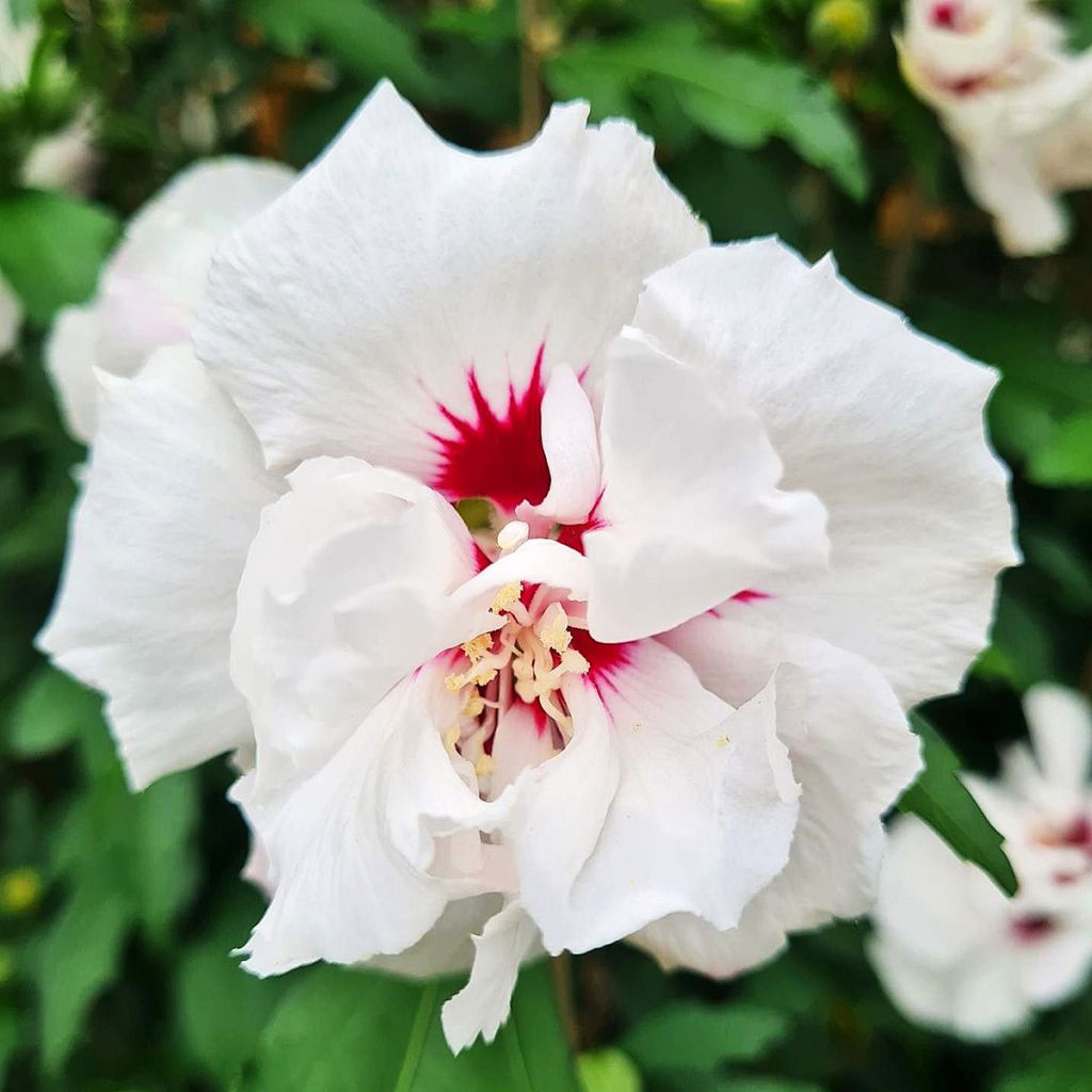 Garten-Hibiscus Speciosus - Hibiscus syriacus