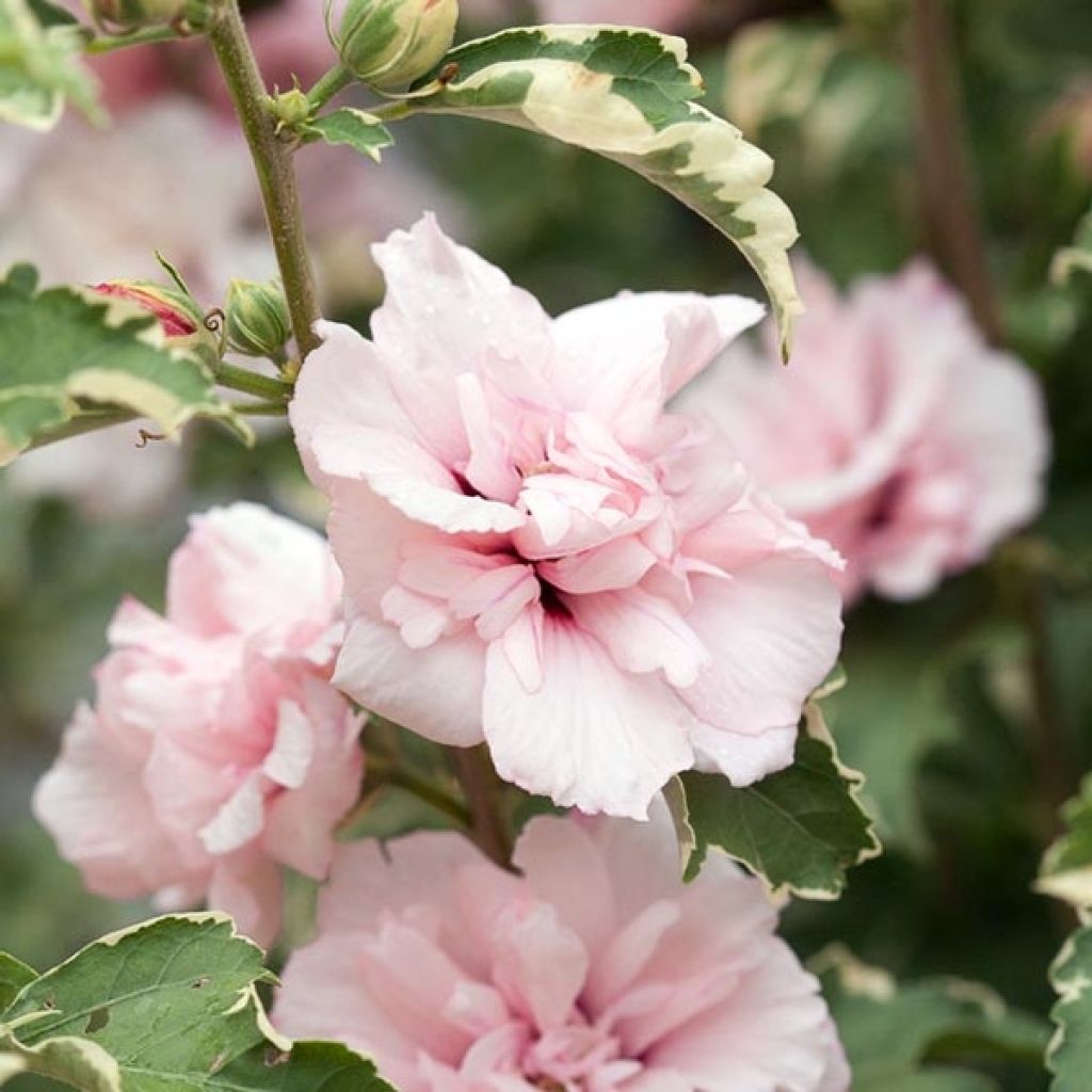 Hibiscus syriacus Sugar Tip - Althéa double rose tendre