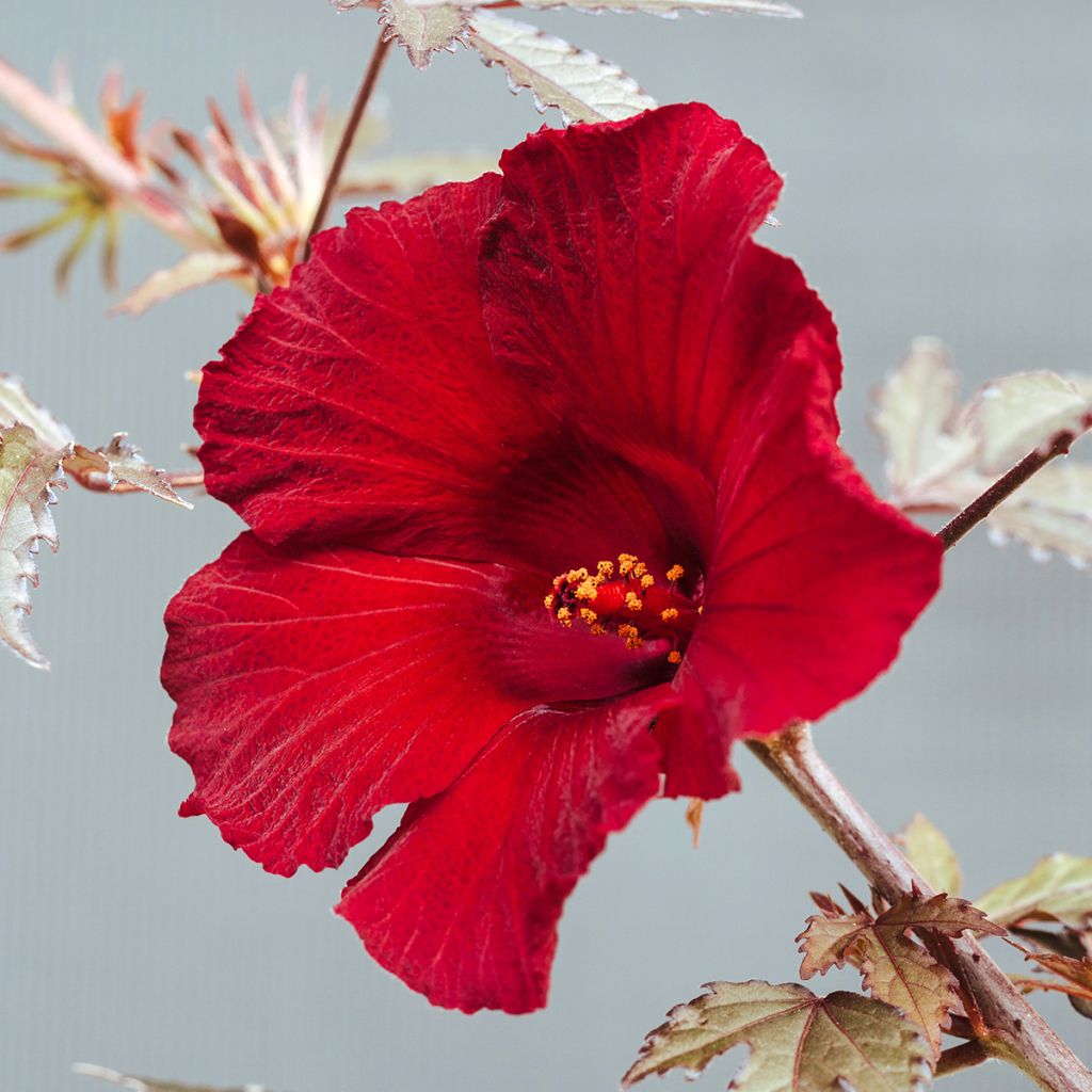Hibiskus Mahogany Splendor (Samen) - Hibiscus acetosella
