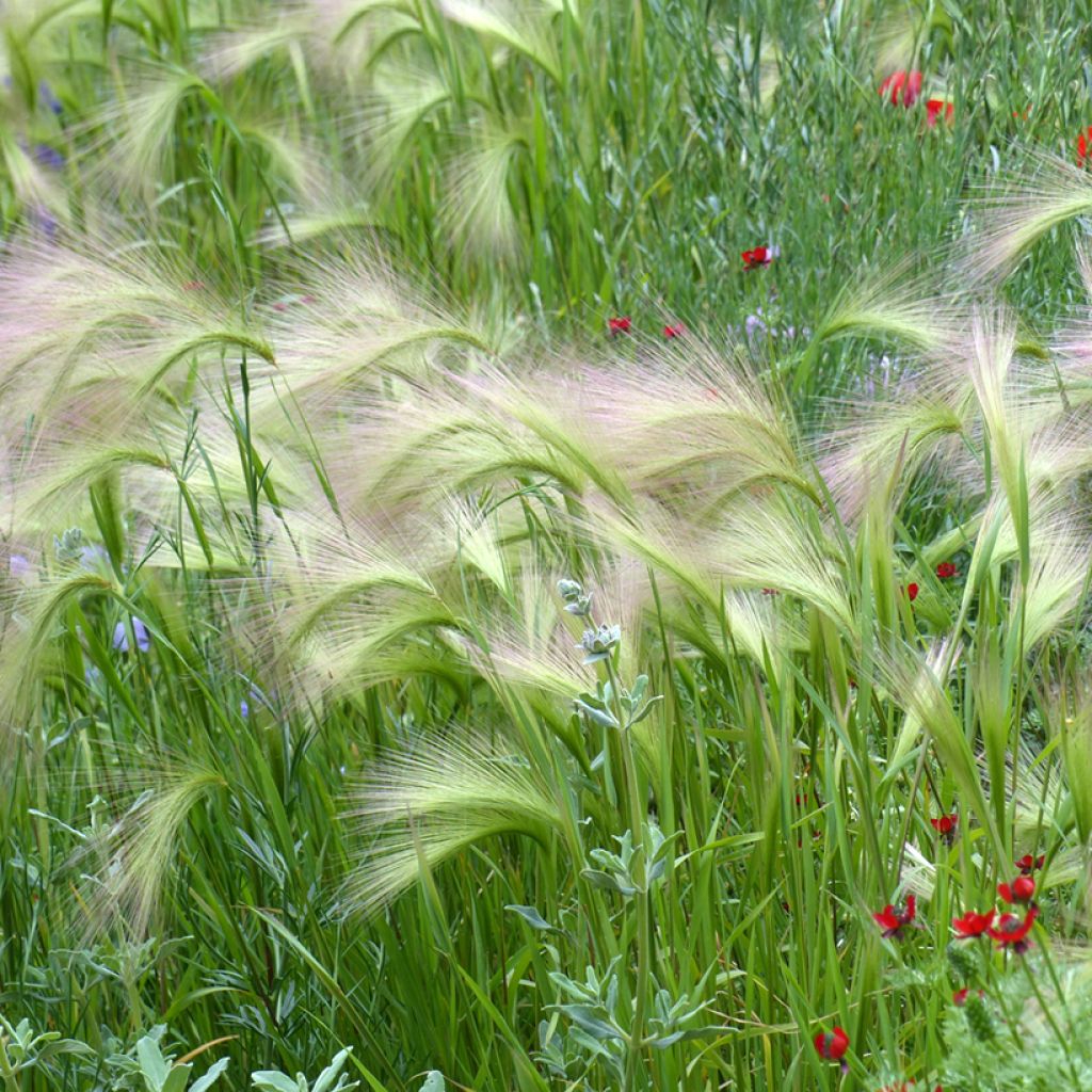 Hordeum jubatum (Samen) - Mähnen-Gerste