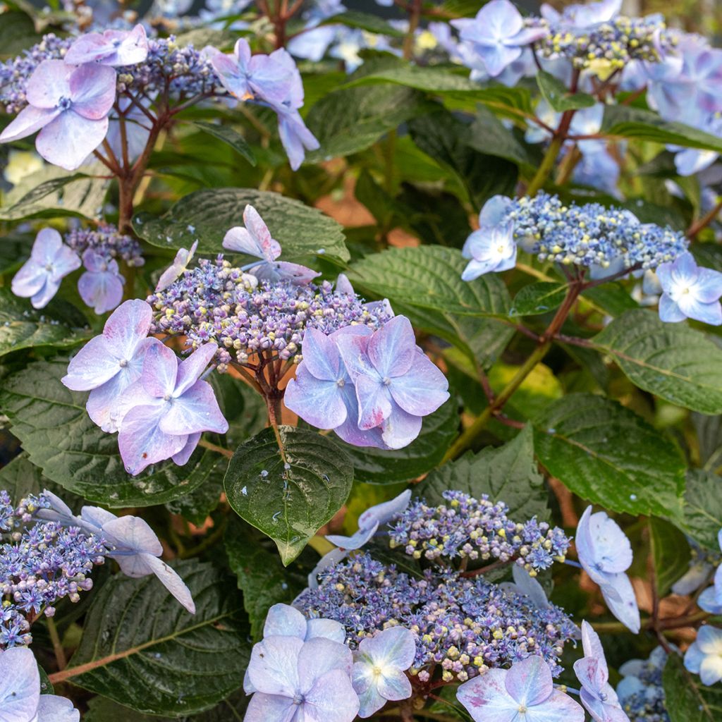Hydrangea macrophylla Endless Summer Pop Star - Bauernhortensie
