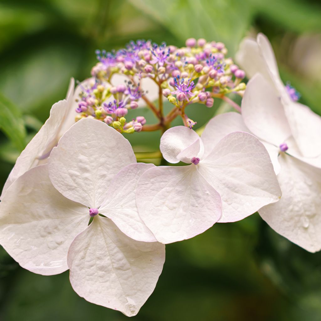Hydrangea French Bolero - Girlanden-Hortensie