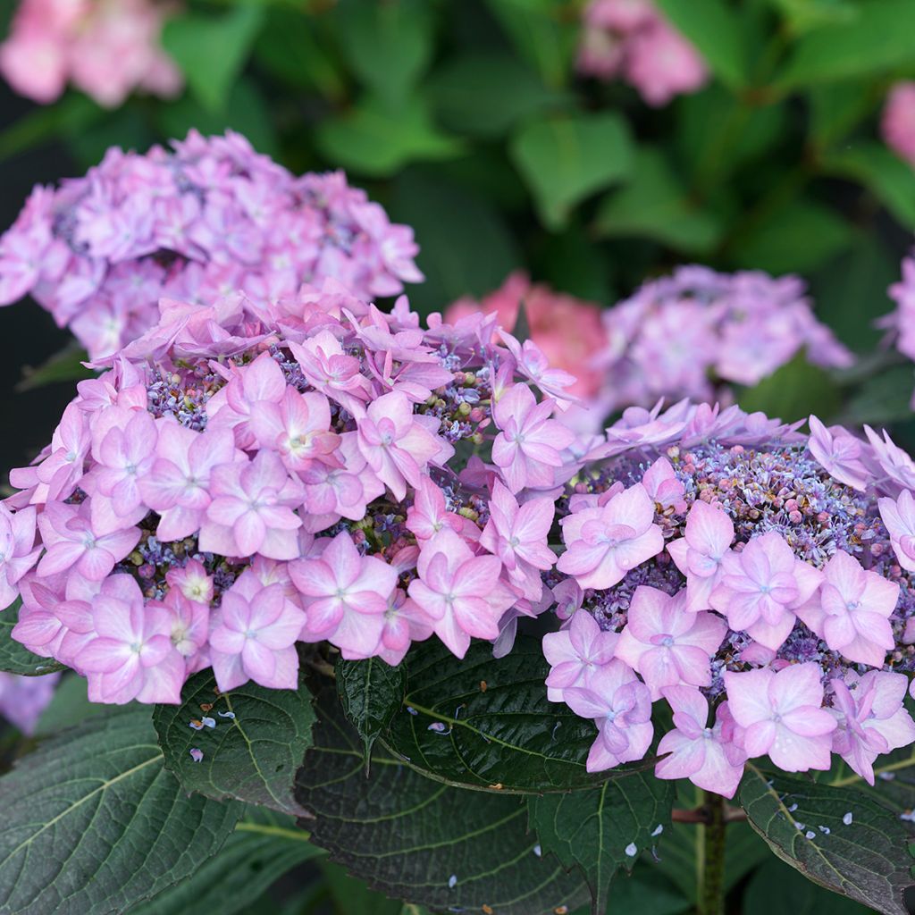 Tellerhortensie Frozen Smoothie - Hydrangea serrata