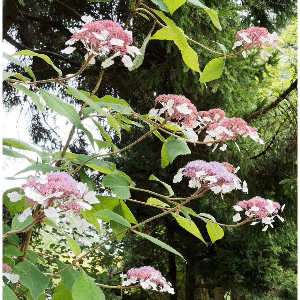 Hydrangea aspera Goldrush - Samthortensie